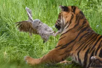 Chim cú non tung cước đá thẳng mặt hổ Sumatra hung dữ