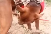 Hãi hùng rắn cắn chỗ hiểm của chó không chịu rời 