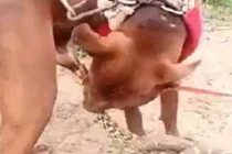 Hãi hùng rắn cắn chỗ hiểm của chó không chịu rời 