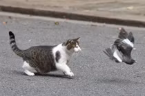 Ảnh động vật: Mèo đuổi bắt chim, sư tử ngáp...