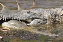 Ảnh động vật tuần: Cá sấu khổng lồ ăn thịt cá đao