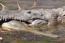 Ảnh động vật tuần: Cá sấu khổng lồ ăn thịt cá đao