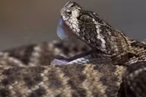 Hy hữu bé 17 tháng tuổi cắn chết rắn cực độc