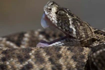 Hy hữu bé 17 tháng tuổi cắn chết rắn cực độc