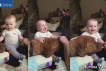 Ngộ nghĩnh bé cười nắc nẻ khi bị chó cù bụng