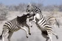 Ngựa vằn tử chiến tranh vị trí số 1