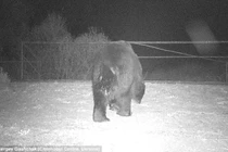 Xuất hiện gấu ở vùng thảm họa hạt nhân Chernobyl 