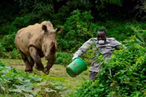 Ảnh động vật: Tê giác khổng lồ truy đuổi người chăm sóc động vật