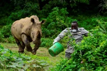 Ảnh động vật: Tê giác khổng lồ truy đuổi người chăm sóc động vật