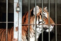 Trung Quốc: Bé 8 tuổi bị hổ vồ trong công viên