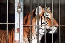 Trung Quốc: Bé 8 tuổi bị hổ vồ trong công viên