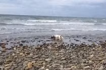 Xem chó giúp cứu sống cá heo mắc cạn