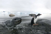 Cận cảnh hải cẩu truy đuổi chim cánh cụt suốt 3 giờ