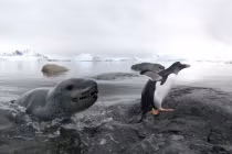 Cận cảnh hải cẩu truy đuổi chim cánh cụt suốt 3 giờ