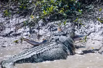 Khốc liệt cảnh cá sấu khổng lồ xơi tái... cá mập