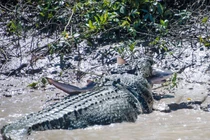 Khốc liệt cảnh cá sấu khổng lồ xơi tái... cá mập