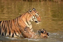 Khoảnh khắc hổ dữ ân cần tắm cho con dưới sông