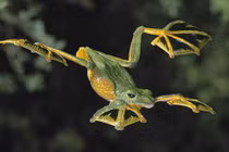 Những khoảnh khắc ngộ nghĩnh của ếch bay