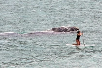 Cá voi khổng lồ truy đuổi cô gái chèo ván trên biển