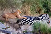 Ảnh động vật: Trăn khổng lồ cuộn tròn, sư tử phi thân vồ ngựa vằn...