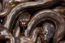 Canada: Phát hiện 40 con trăn trong phòng khách sạn