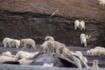 Ảnh động vật tuần: Gấu mở tiệc trên xác cá voi khổng lồ