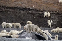 Ảnh động vật tuần: Gấu mở tiệc trên xác cá voi khổng lồ