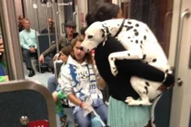 Những khoảnh khắc hài hước của cún và mèo cưng 