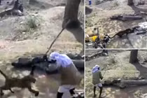  Người đàn ông dũng cảm dùng gậy chiến đấu với báo hoang