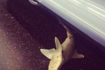 Mỹ: Cá mập xuất hiện trên tàu điện ngầm