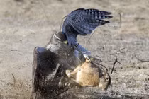 Ác liệt cảnh thỏ nâu tự giải thoát khỏi chim ó đói