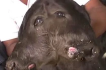 Cận cảnh bê con hai đầu gây xôn xao