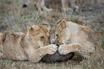 Sư tử bất lực trước khả năng tự vệ của tê tê