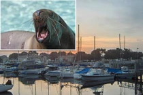 Khoe chiến tích, người đi câu bị sư tử biển lôi xuống nước