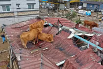 Ảnh động vật: Đàn bò mắc kẹt trên mái nhà sau lụt ở Hàn Quốc