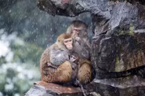 Ảnh động vật tuần: Gia đình khỉ ôm nhau tránh bão tuyết