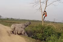 Kinh hãi tê giác đuổi người, quản tượng trèo tót lên cây