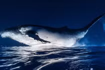 Tận mục cuộc sống loài cá voi 40 tấn dưới đại dương