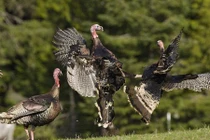 Kịch liệt cảnh gà tây hoang dã quyết chiến sống còn