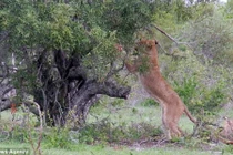 Hài hước cảnh sư tử té ngã khi trèo cây