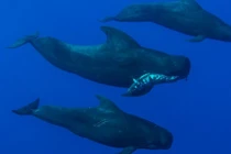 Rớt nước mắt cảnh cá voi ngậm xác con trong miệng