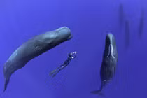 Thợ lặn nhịn thở bơi cùng cá nhà táng khổng lồ