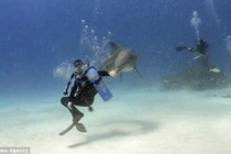 Cảnh độc: Cá heo khiêu vũ cùng thợ lặn 