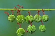 Tận mắt sức mạnh siêu nhân của kiến đỏ