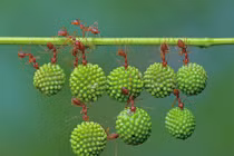 Tận mắt sức mạnh siêu nhân của kiến đỏ