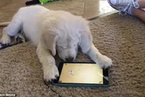 Hài hước cảnh cún con bắt cá trên máy tính bảng