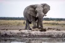 Thót tim xem sư tử suýt bị voi khổng lồ giẫm chết