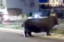 Sốc nặng hà mã khổng lồ lang thang trên phố