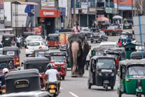 Ảnh động vật: Quản tượng cưỡi voi trên đường phố đông đúc