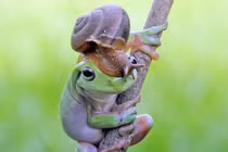 Ngộ nghĩnh hình ảnh ốc sên cưỡi đầu ếch xanh 